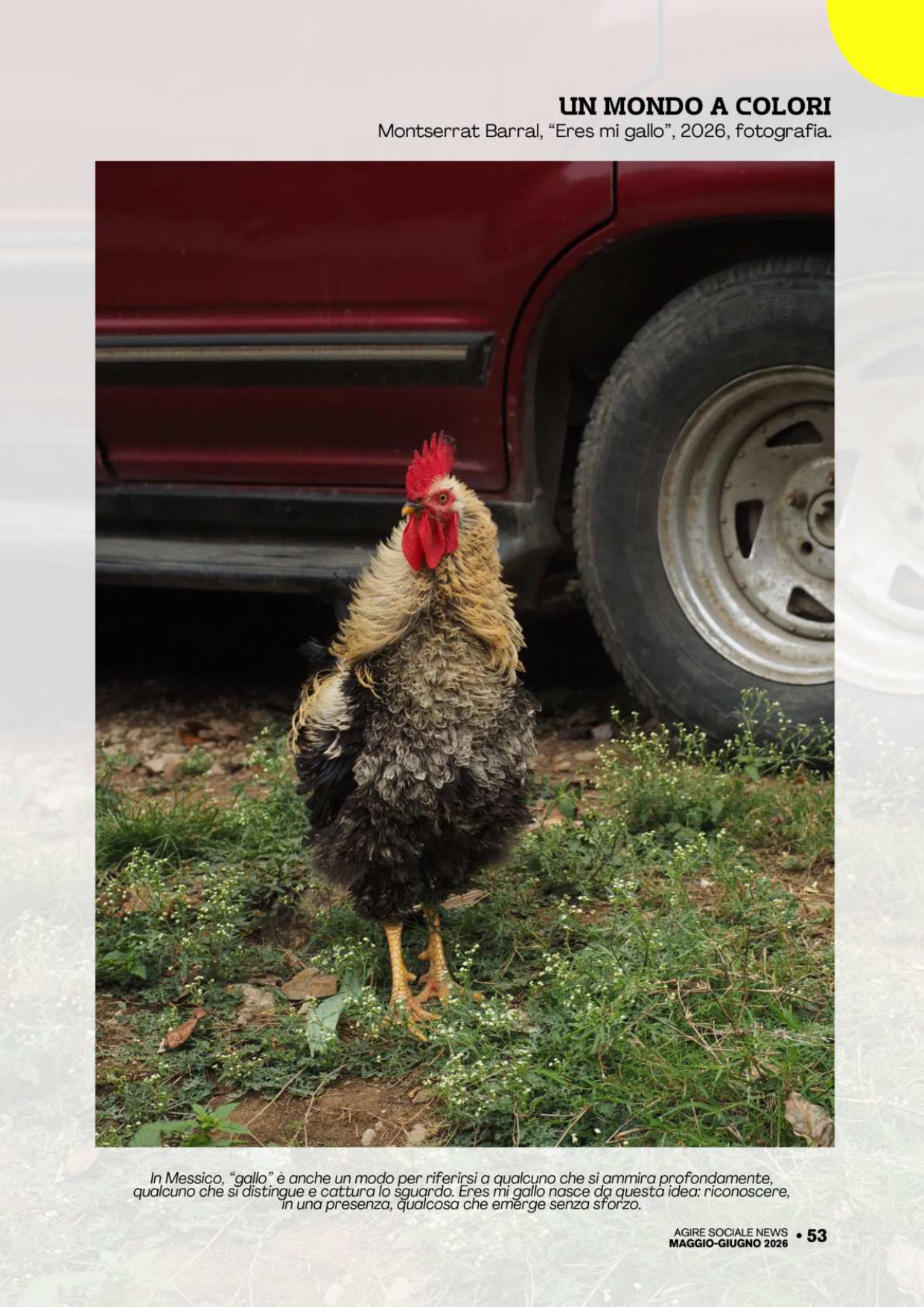 ERES MI GALLO